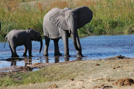 Elephant and baby2 